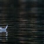 Loud Silence: While Washington Dithers, Ukrainians Wait for the Missiles