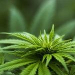 A Middle Course on Marijuana Laws