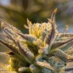 Marijuana Bans Going Up in Smoke