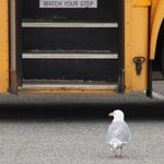 When the Wheels on the Bus Don't Go Round