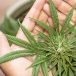 It's High Time for Compassionate Change