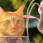 Curiosity Can Save the Cat