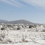 Reflection on the Awkward Times That Lead to Spring