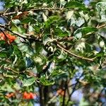 Why Are We So Mad at Low-Hanging Fruit?