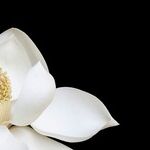 Falling Outside the Lines of Purity