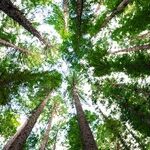 Tugging at the Same Roots