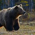 You Say Don't Poke the Bear, but the Bear Is Already Here