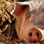 A Millennial Lurks Inside Peppa Pig Theme Park