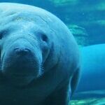Once and For All, Where Is the Manatee Emoji?