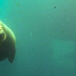 Rejected Titles for the Killer Manatee Movie