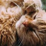 Cats Are Having a Redemption Arc