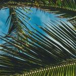 After Two Ferocious Storms, Making Peace with Florida