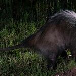 Finding Holiday Gratitude in a Rescue Possum