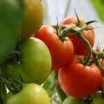 I Am a Bland Florida Tomato and I Just Want Love