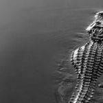 Alligator Alcatraz Is Florida's Shame