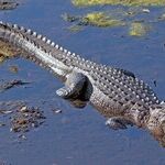 Who Could Have Predicted Alligator Alcatraz Would Fail?