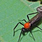 A Lovebug's Dating Profile
