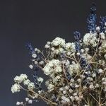 An Open Letter to Summer Gnats