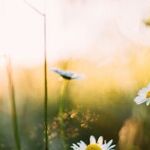 Spring Break Activities That Require No Gas or Groceries