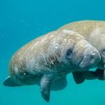 The Manatees Apologize for Being an Inconvenience