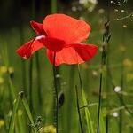 Fostering Mindfulness and Relationships in the Garden