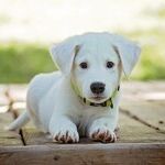 Love, Loss and Pandemic Puppies
