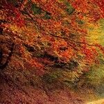 Enjoying Fall Colors? Thank a Squirrel