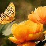 Prepare Your Garden for Winter by Leaving It Alone