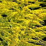 Why Goldenrod Doesn't Deserve Its Bad Rap