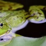 How to Weather Spring Storms Using Green Infrastructure at Home
