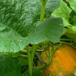 Grass Isn't 'Green,' So Why Is There a War on Gardens?