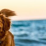 Love, Loss and 'A Dog's Purpose Forever'