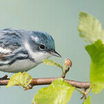 Saving Birds and Helping Humanity