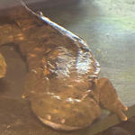 Why Scientists Are Hellbent on Helping the Hellbenders