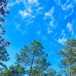 Saving Wildlife While Securing Our Nation: the Unlikely Alliance Between Conservationists and the U.S. Military