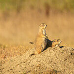 Why Prairie Dogs Deserve a Place Beside the Bison in America's Conservation Story