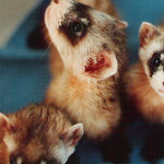 Saving the Black-Footed Ferret Takes a Village and a Prairie Dog Town