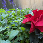 The Poinsettia Is a Christmas Flower Burdened With a Bad Name