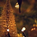 How Recycling Your Live Christmas Tree Helps Local Ecosystems