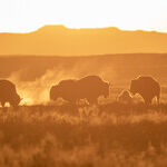 Bison Are America's National Mammal. Why Are We Pushing Them Off Public Land?