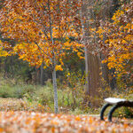 Chickasaw Park Tells a Black American Story We Can't Afford To Forget