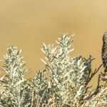 Want To Save Grassland Birds? Start With Prairie Dogs.