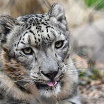 When One Snow Leopard Can't Reproduce, the Whole Species Feels It