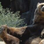 Bear With Me