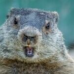 An Arresting Groundhog Day