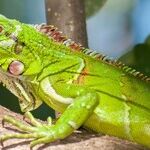 We're Off to See the Lizard