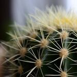 A Thorny Situation