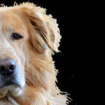 Accusatory Dog