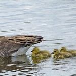 Commander of the Goose Droppings