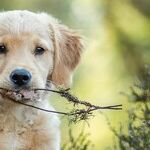 Bowie Beckerman: Dog Genius